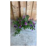 Petunia Hanging Basket