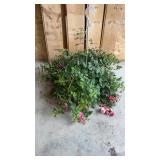Fuchsia Hanging Basket