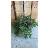 Purple Petunia Hanging Basket