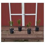 4 Fragrant Pink Stargazer Oriental Lily Plants