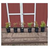 Blueberry Patch Collection