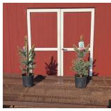 2 Fat Albert Blue Spruce Plants