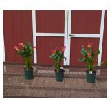 3 Annual Red Bloody Mary Calla Lily Plants