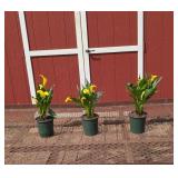 3 Annual Yellow Sunclub Calla Lily Plants