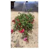 Fuchsia Hanging Basket