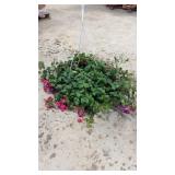Fuchsia Hanging Basket