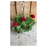Red Geranium Hanging Basket