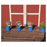 4 Dwarf Red Cherry Pops Bee Balm Plants