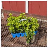 24 Pachysandra Groundcover Green Carpet