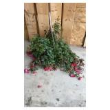 Fuchsia Hanging Basket