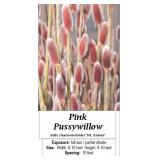 2 Pink Pussywillow Plants