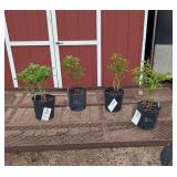 4 Peony Collection Assortment