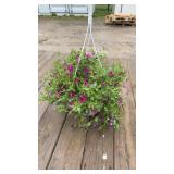 Itsy Magenta Petunia Hanging Basket