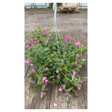 Pink Petunia Mixed Hanging Basket