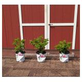 3 Pinky Winky Prime Sun Hydrangea Plants