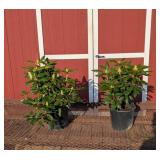 2 Rosy Lavender Elegant Rhododendron Plants