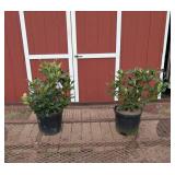 2 Red Nova Rhododendron Plants