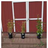 3 Red Honeysuckle Vine Plants