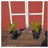 2 Pink Bettle Magnolia Tulip Plants