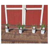 4 Serendipity Drumsticks Ornamental Allium Plants