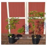 2 Elderberry Plants- Pollinator Pair