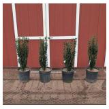 4 Sky Pencil Japanese Holly Plants