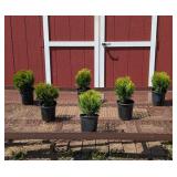 6 Dwarf Globe Arborvitae Plants