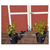 2 Pink Bettle Magnolia Tulip Plants