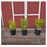 3 Fragrant Purple Ludwig Lilac Plants