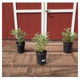 3 Fragrant Blue Lavender Butterfly Bush Plants
