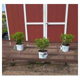 3 Sun Fire Light Hydrangea Plants
