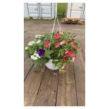 Petunia Mixed Hanging Basket