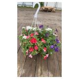 Petunia Mixed Hanging Basket