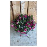 Vigorous Rose Pink Sun Patien