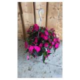 Vigorous Rose Pink Sun Patien