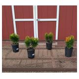 4 Dwarf Red Matrix Lily Plants