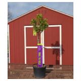 Strawberry Vanilla Sun Hydrangea Tree