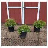 3 Deutschland White Plume Flower Astilbe Plants
