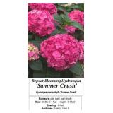3 Rebloomer Pink Summer Crush Hydrangea Plants