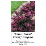 3 Dwarf Pinky Black Leaf Weigela Plants