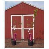 2 Sweet Gem Apricot Trees