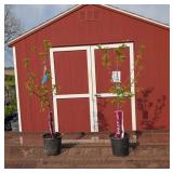 2 Japanese Methley Red Plum Trees