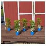 5 Lavender Light Blue Flame Garden Phlox Plants
