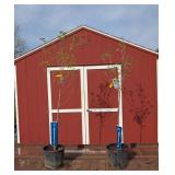 2 White Kousa Dogwood Trees