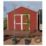 2 Sun Valley Fall Red Maple Trees