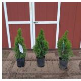 3 Dwarf Alberta Spruce Plants