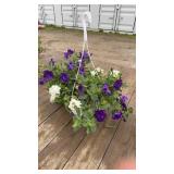 Petunia Mixed Hanging Basket