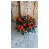 Vigorous Orange Improved Hanging Basket