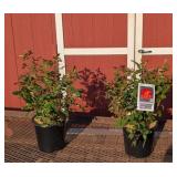 2 Hasslefree Sunset Horizon Rose Plants
