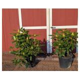 2 Rosy Lavender Elegant Rhododendron Plants